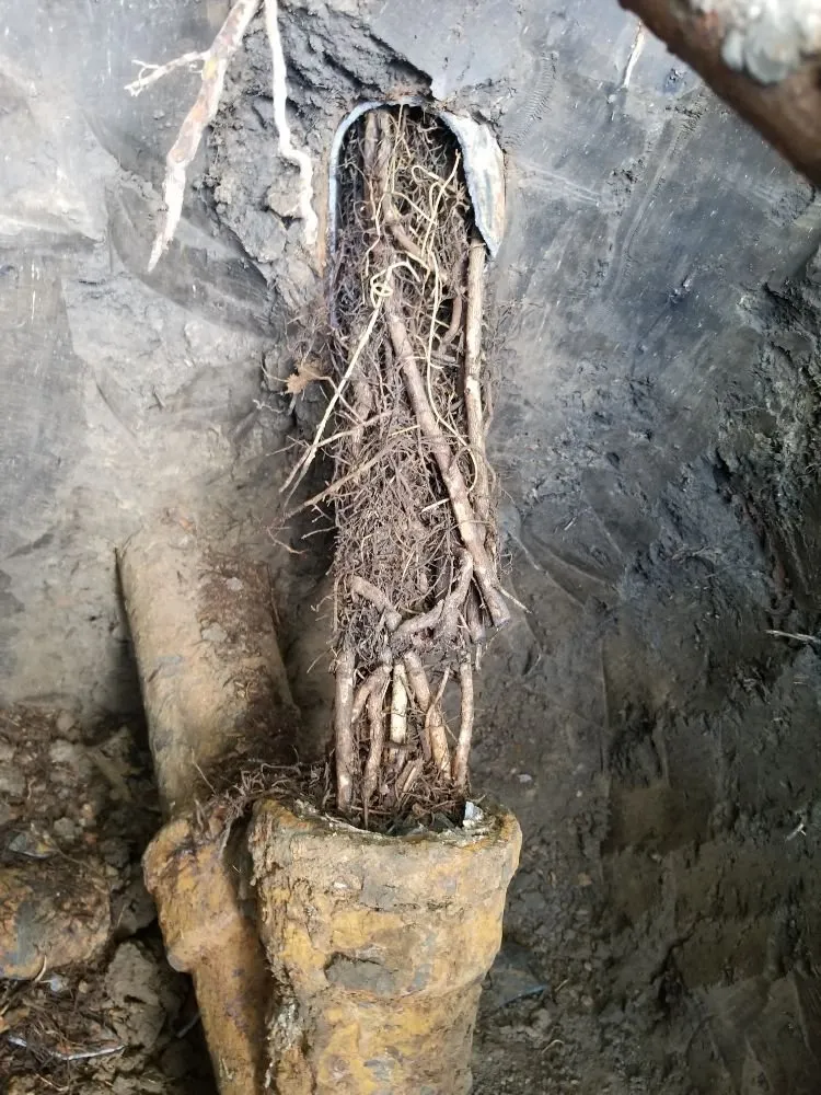 Expert drain cleaning in Sunnyvale, CA by #1 Honest Plumber