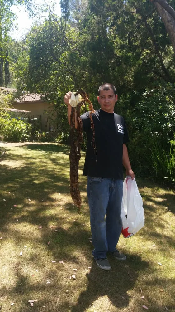 Emergency plumbing repair experts serving Los Angeles, CA - 101 Plumbing & Rooter