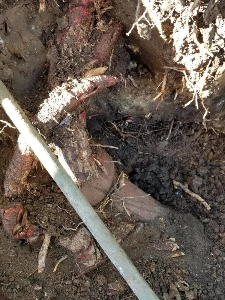 Slide of 24 Hour Rooter