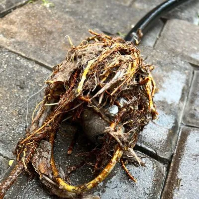 24/7 Pro-Rooter Plumbing Logo