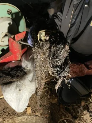 A $49.95 Any Sewer Logo