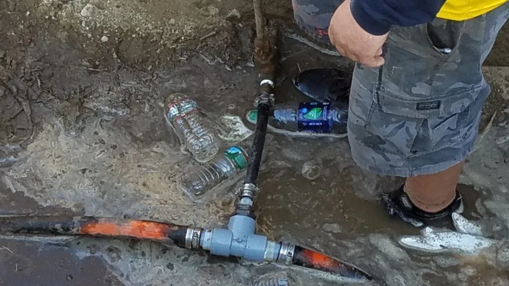 Slide of A Bee Septic