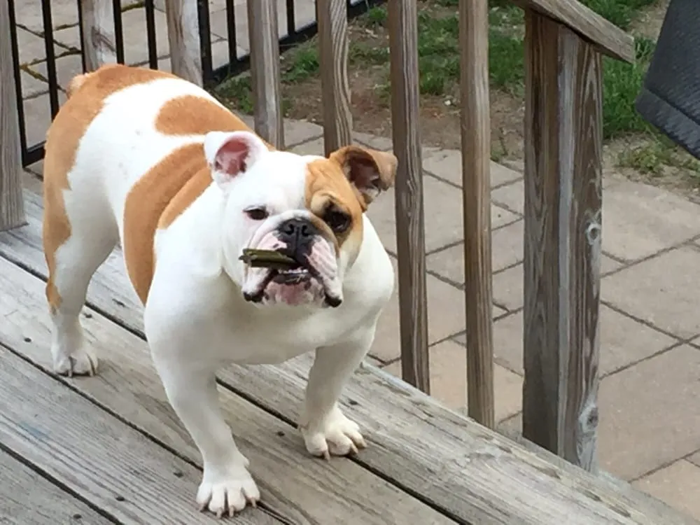 Slide of A Corelli & Son