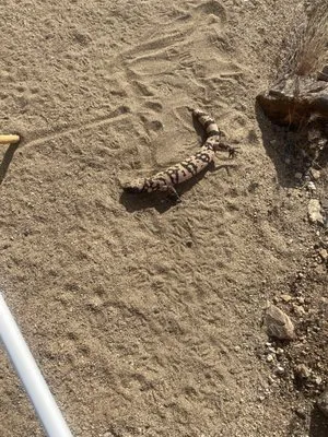 A J Plumbing & Backflow Testing Logo