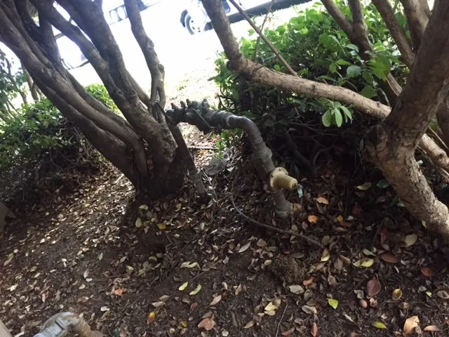 Affordable emergency plumbing for homes in Hayward, CA by A Sewer Expert