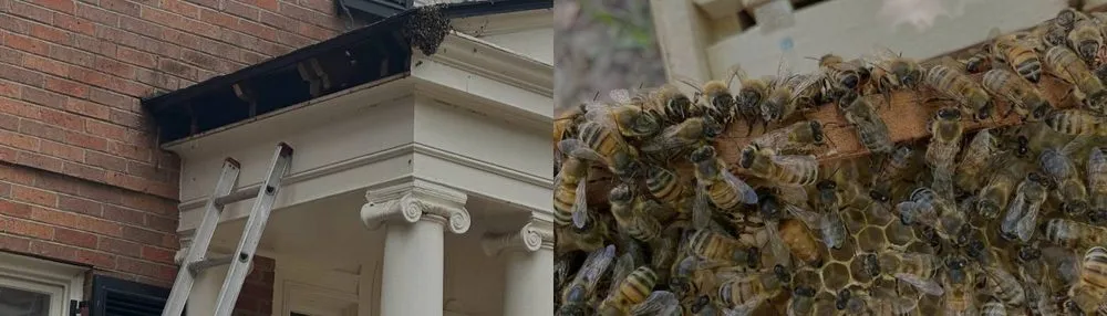 Slide of A Truck N Handyman