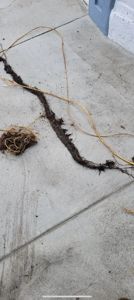 Quality drain cleaning for homes in Bakersfield, CA by A3 Plumbing Repair & Services