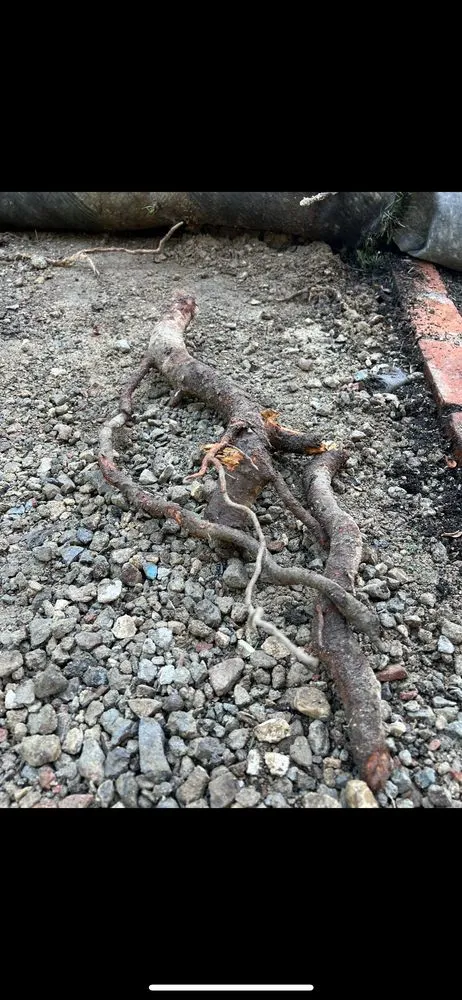 Top-rated drain cleaning experts serving National City, CA - ABE Plumbing Services