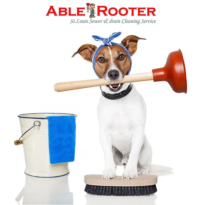 Slide of Able Rooter