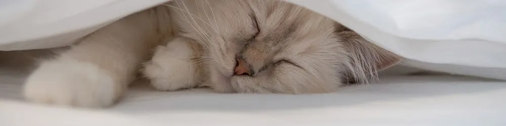 Slide of Able Sanitary Service