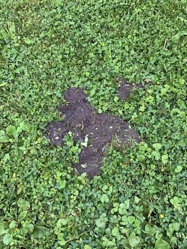 Slide of Absolute Services