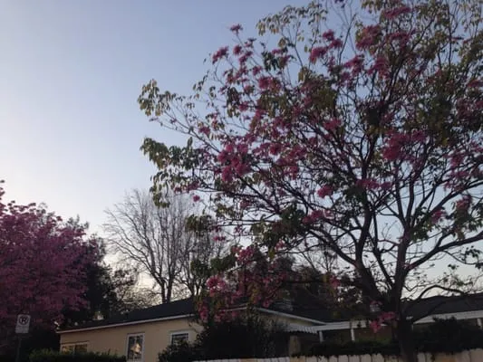 Ace Plumbing & Backflow Logo