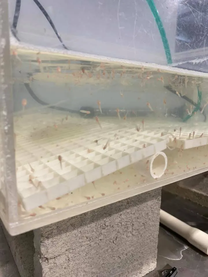 Slide of Ace Plumbing