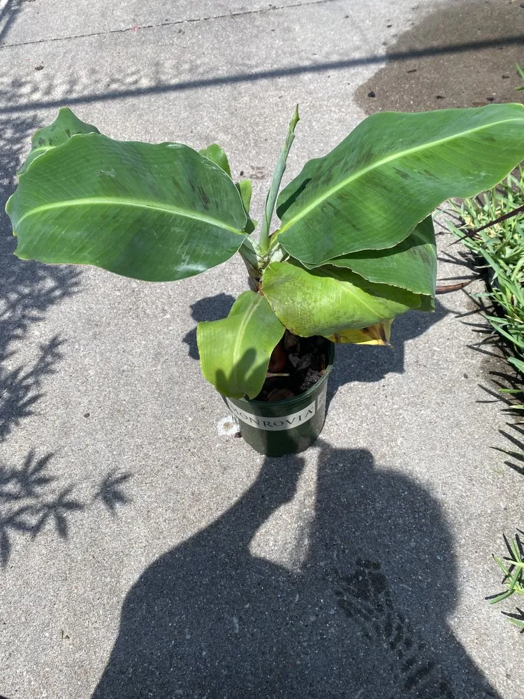 Slide of AJ Unlimited