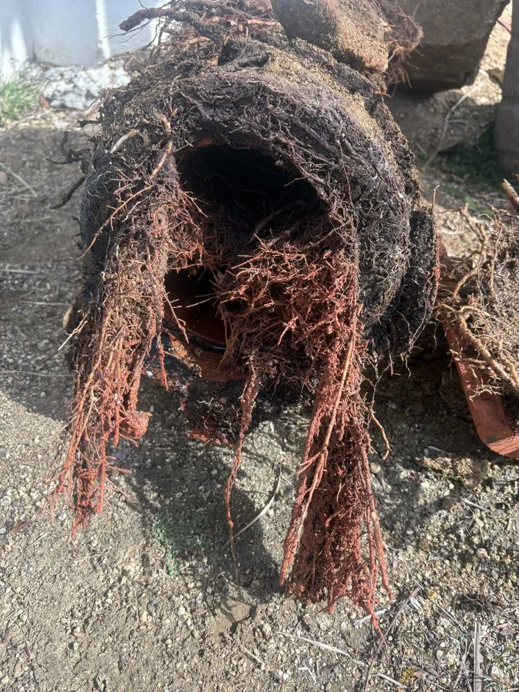 Slide of Alliance United