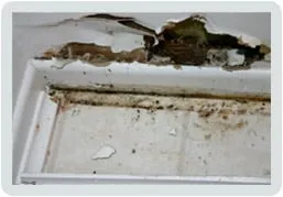 Slide of Alligator Sewer and Drain