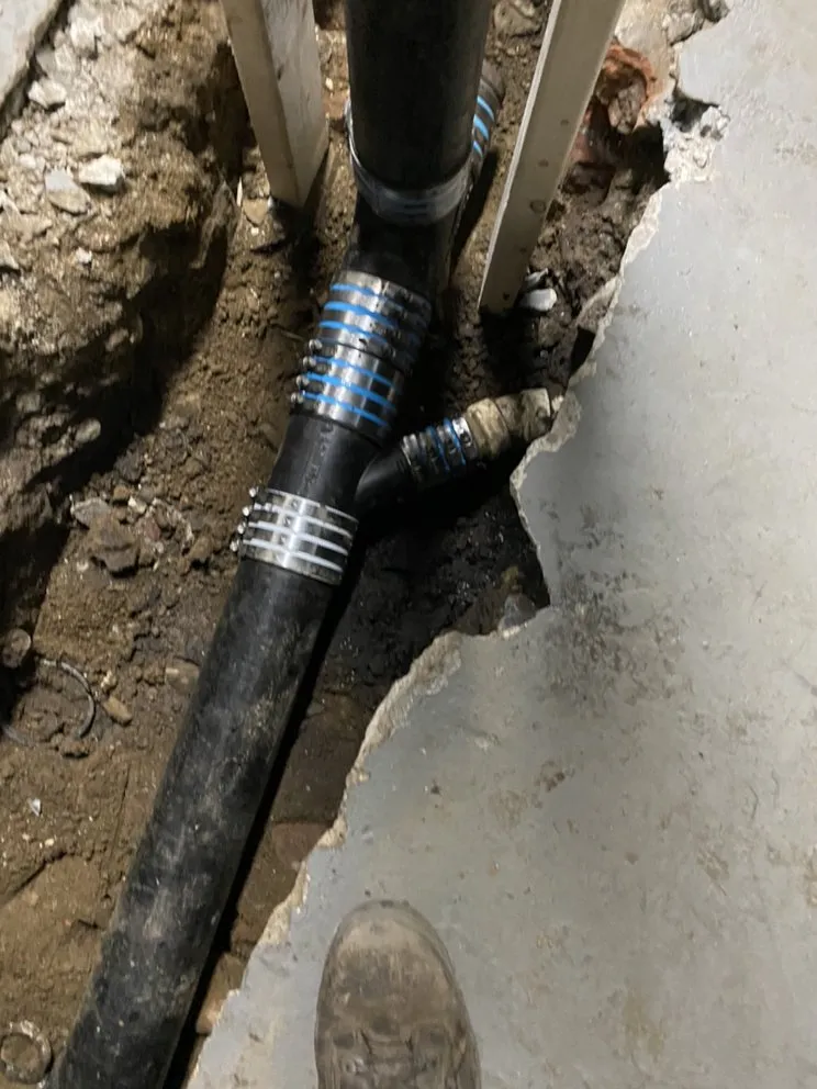 Slide of Alligators Rooter