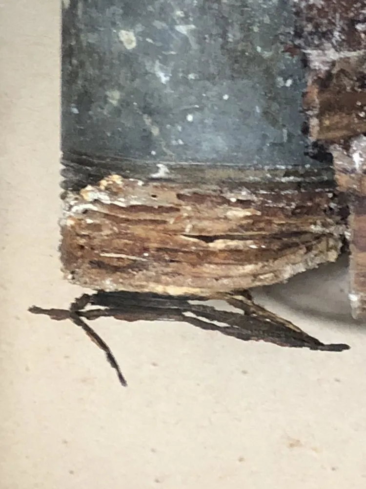 Slide of Alongi's Frank J Plumbing