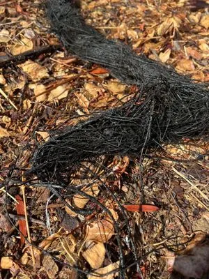 Al's Plumbing Service Logo