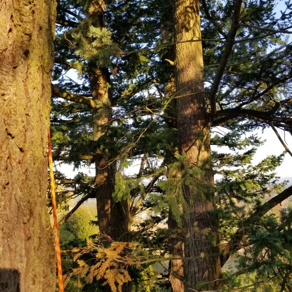 Slide of Always Better Services