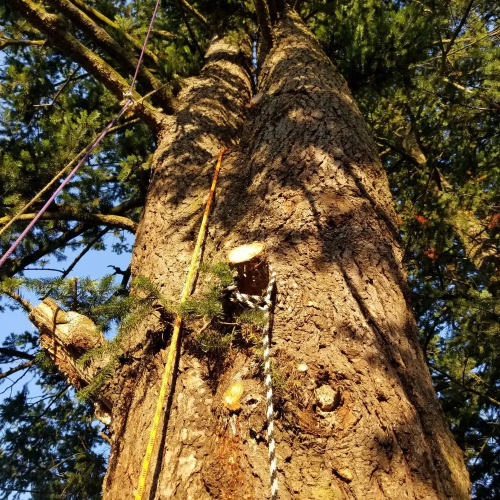 Slide of Always Better Services