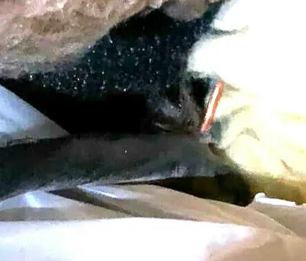 Slide of American Leak Detection