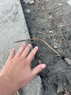 American Mechanical Logo