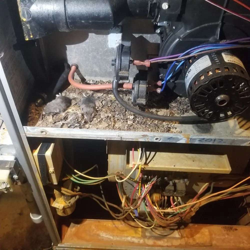 Slide of Amy Home Services