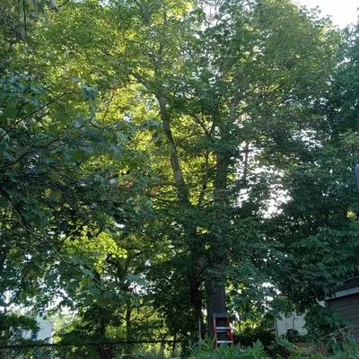 AP Servicios Generales Logo