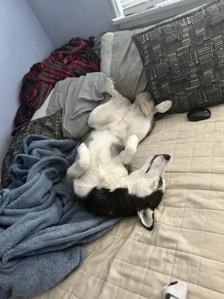 Slide of Apex Plumbing and Handyman