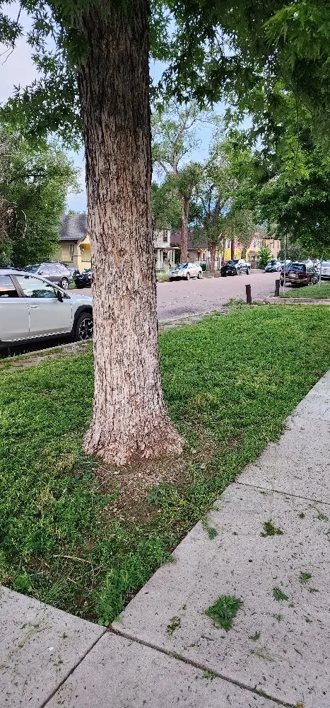 Slide of Apex Repairs