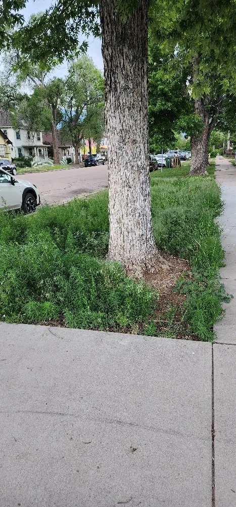 Slide of Apex Repairs