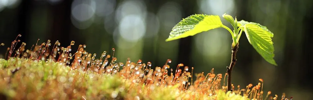 Slide of Arlington Comfort