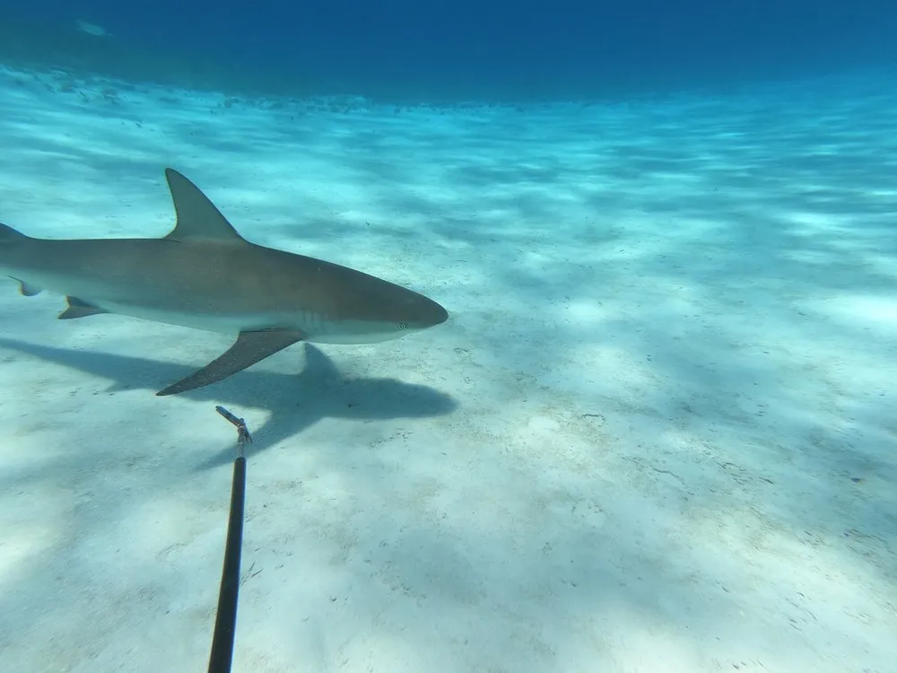 Slide of Arrow Leak Detection