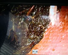 Slide of ASAP Rooter