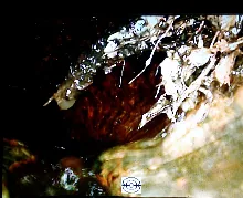 Slide of ASAP Rooter