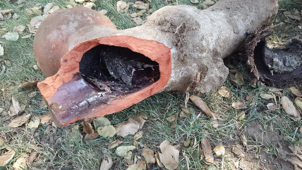 Slide of Automatic Rooter