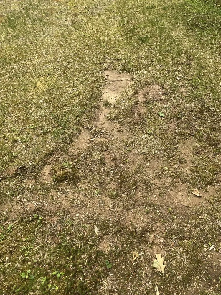 Slide of Bantam Wesson Energy