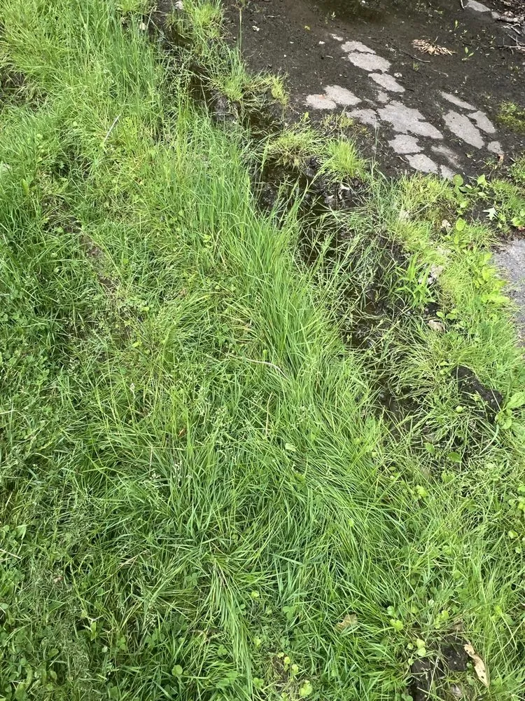 Slide of Bantam Wesson Energy