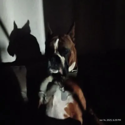 Bay Area Plumbing BAP Logo