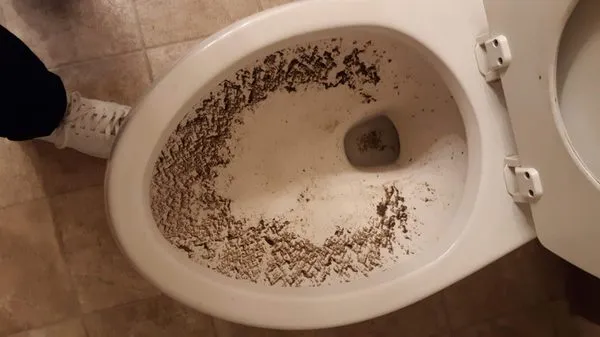 Benjamin Franklin Plumbing Logo