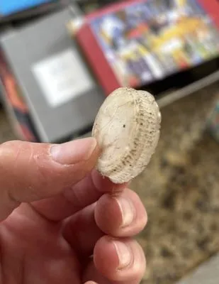 Benjamin Franklin Plumbing of West Palm Beach Logo