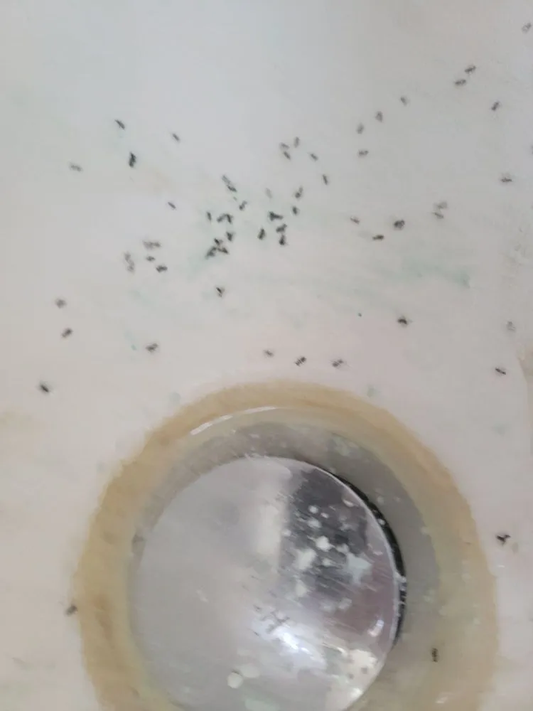 Affordable drain cleaning in Tampa, FL by Benjamin Franklin Plumbing®