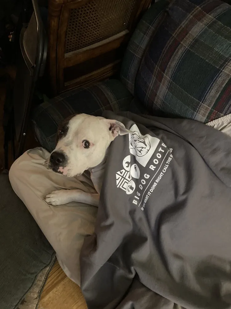 Slide of Big Dog Rooter