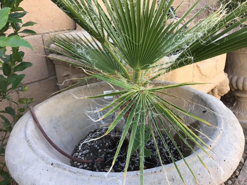 Slide of Big Flow Drain