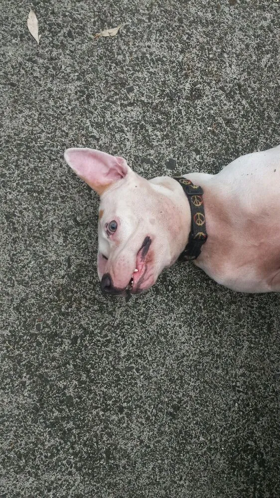 Slide of Big Tuna Plumbing