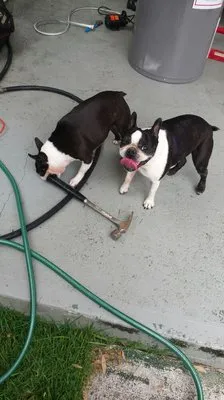 Big Tuna Plumbing Logo