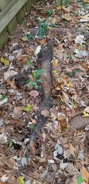 Slide of Bizzy Bee Plumbing