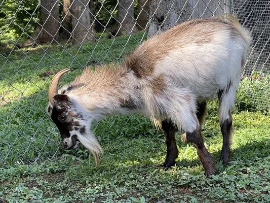 Blakes plumbing and drain Logo