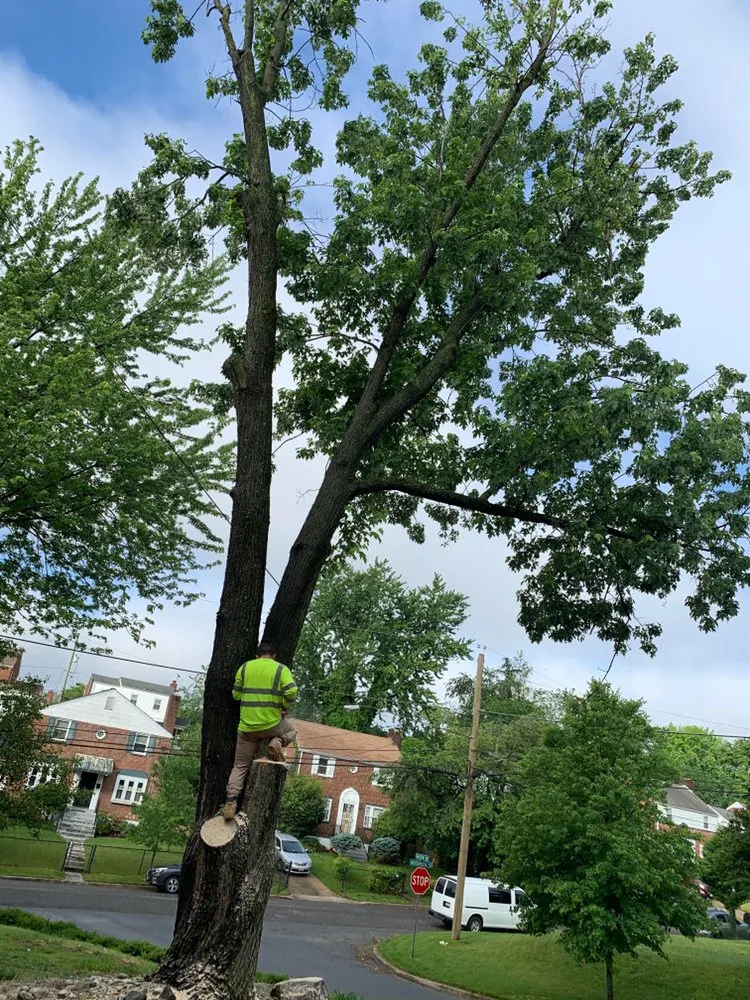 Slide of Bonilla Lumber Jacks
